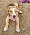 adoptable Dog in  named Buttons
