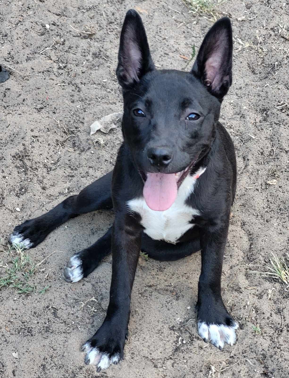 adoptable Dog in Osteen, FL named Zippy