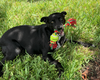 adoptable Dog in Osteen, FL named Lucy Lu