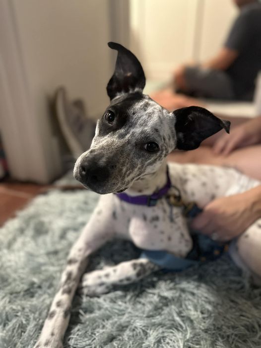 adoptable Dog in Osteen, FL named Patchy