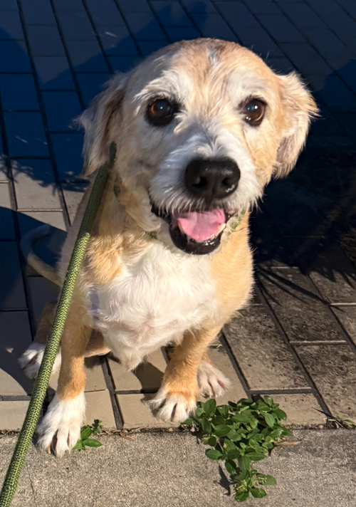 picture of the dog needing adoption