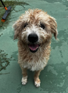 Saxon - Photo 19