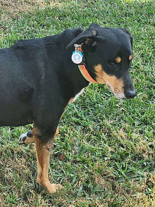 MARCELITA - Hound available for adoption