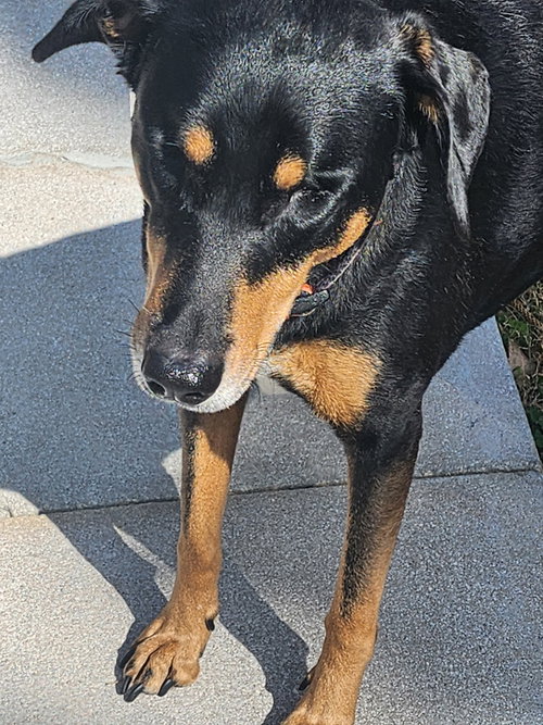 MARCELITA - Hound available for adoption
