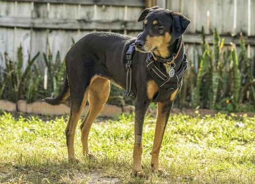 picture of the dog needing adoption