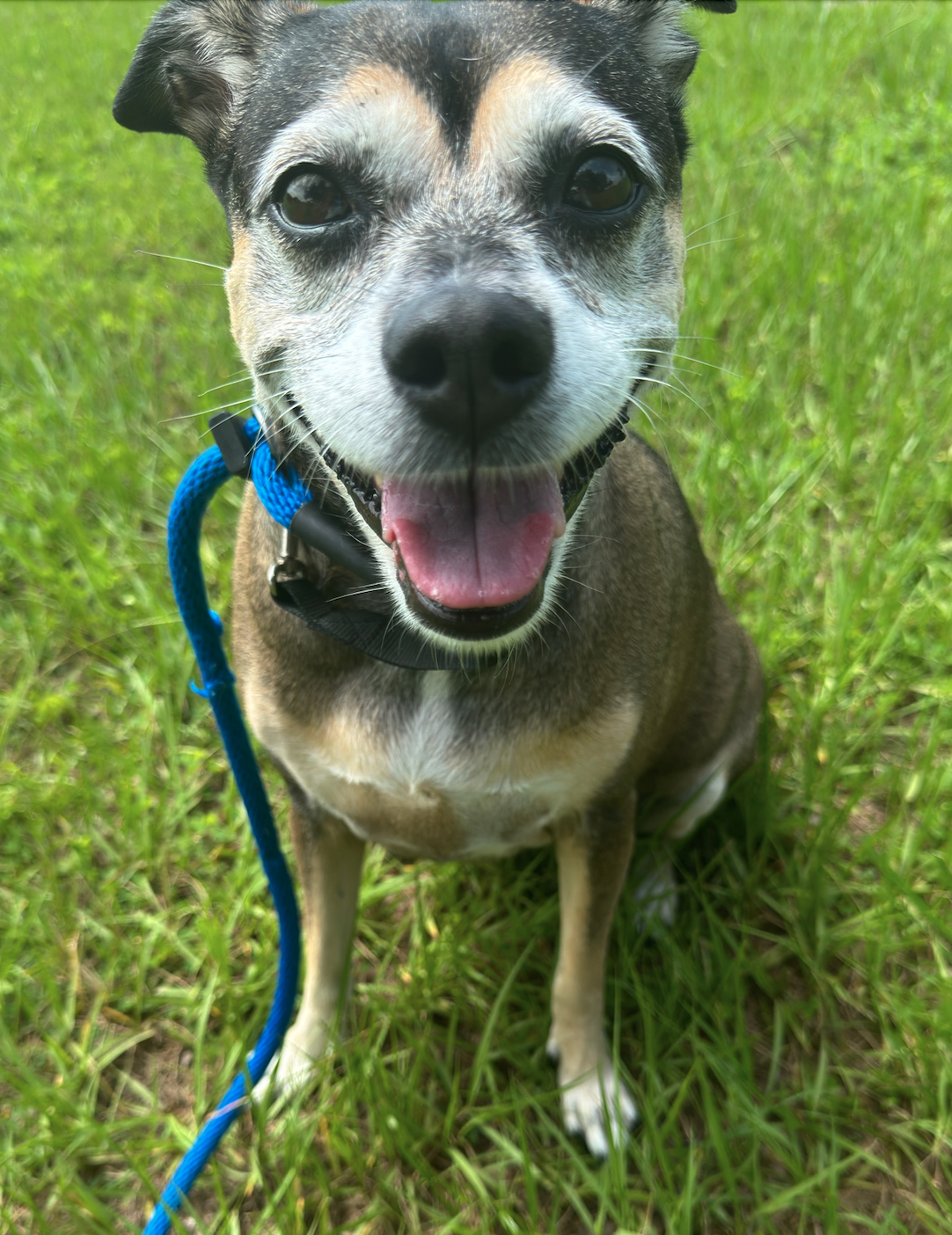 adoptable Dog in Osteen, FL named Rosie