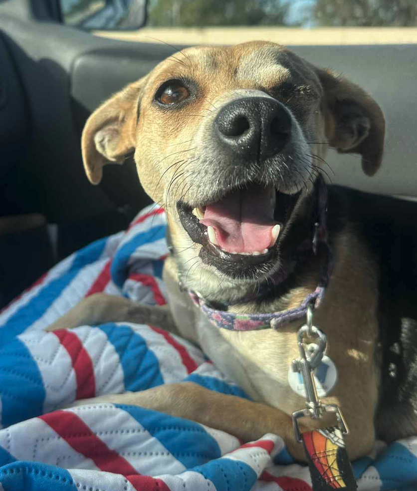adoptable Dog in Osteen, FL named Sunday