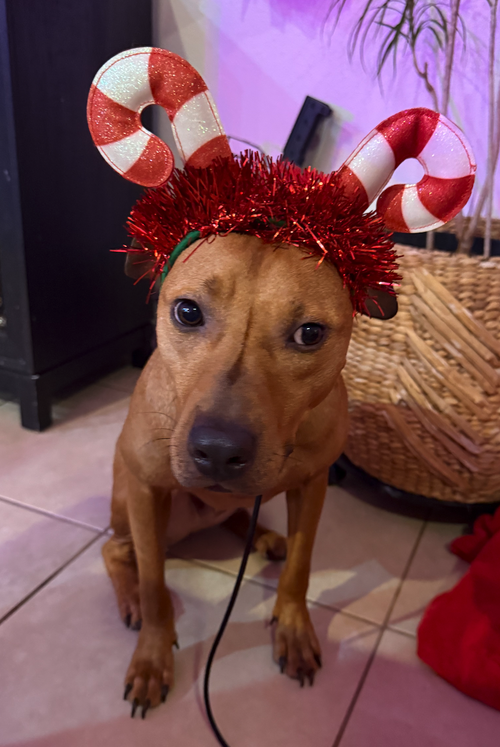 picture of the dog needing adoption