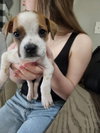 Tillie (Bonded with P-Nut) - Photo 9