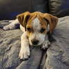 Tillie (Bonded with P-Nut) - Photo 6