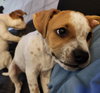 Tillie (Bonded with P-Nut) - Photo 7
