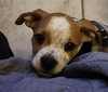 Tillie (Bonded with P-Nut) - Photo 8