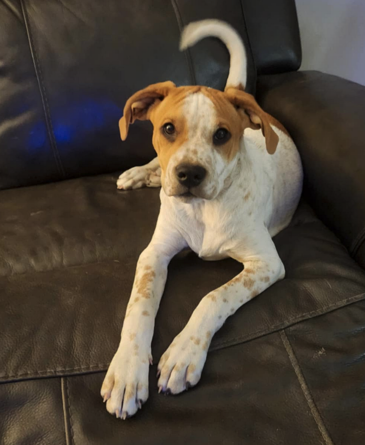 adoptable Dog in Osteen, FL named Tillie - Puppy of Reba