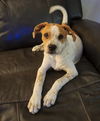 adoptable Dog in osteen, FL named Tillie - Puppy of Reba