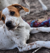 Tillie (Bonded with P-Nut) - Photo 4