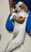 Tillie (Bonded with P-Nut) - Photo 5