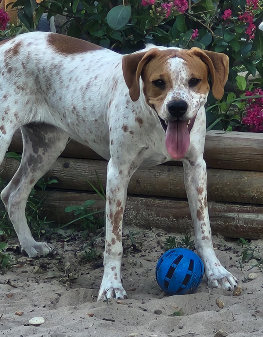 Tillie (Bonded with P-Nut)
