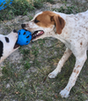 Tillie (Bonded with P-Nut) - Photo 2