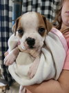 P-Nut (Bonded with Tillie) - Photo 10