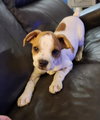 P-Nut (Bonded with Tillie) - Photo 8