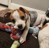 P-Nut (Bonded with Tillie) - Photo 9