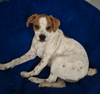 adoptable Dog in osteen, FL named Nala aka P-Nut - Puppy of Reba