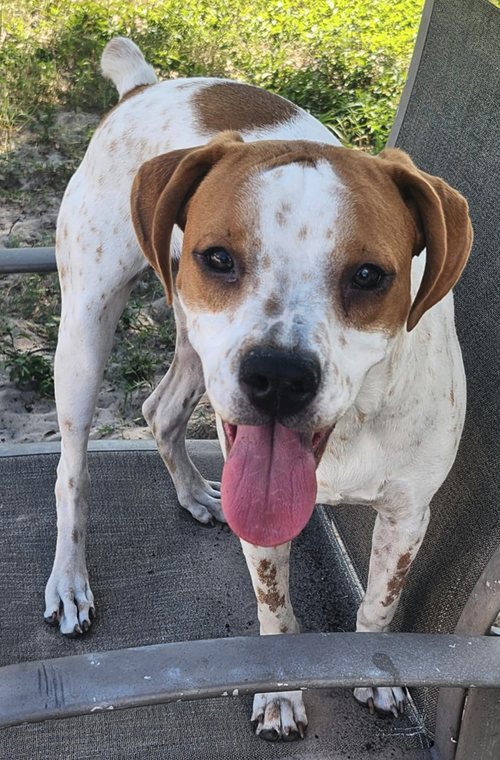 picture of the dog needing adoption