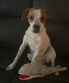 P-Nut (Bonded with Tillie) - Photo 3