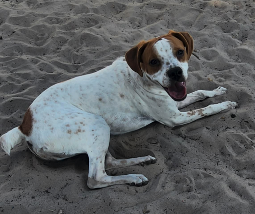P-NUT (BONDED WITH TILLIE) - Hound available for adoption