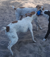 P-Nut (Bonded with Tillie) - Photo 4