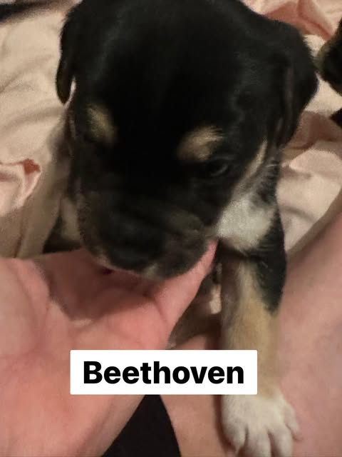 Beethoven