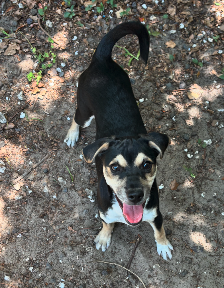adoptable Dog in Osteen, FL named Beethoven