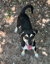 adoptable Dog in  named Beethoven