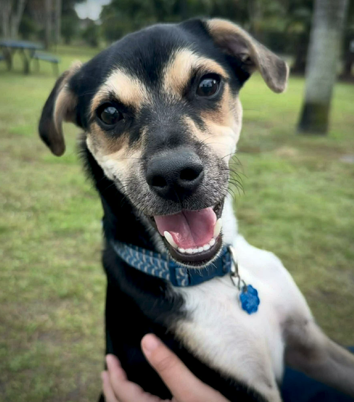 picture of the dog needing adoption