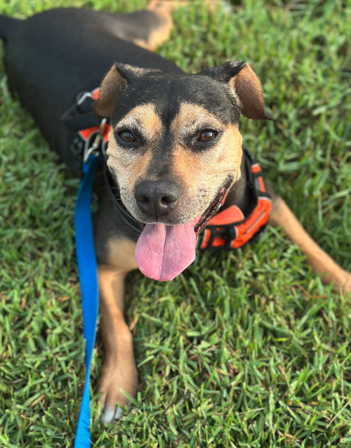 picture of the dog needing adoption