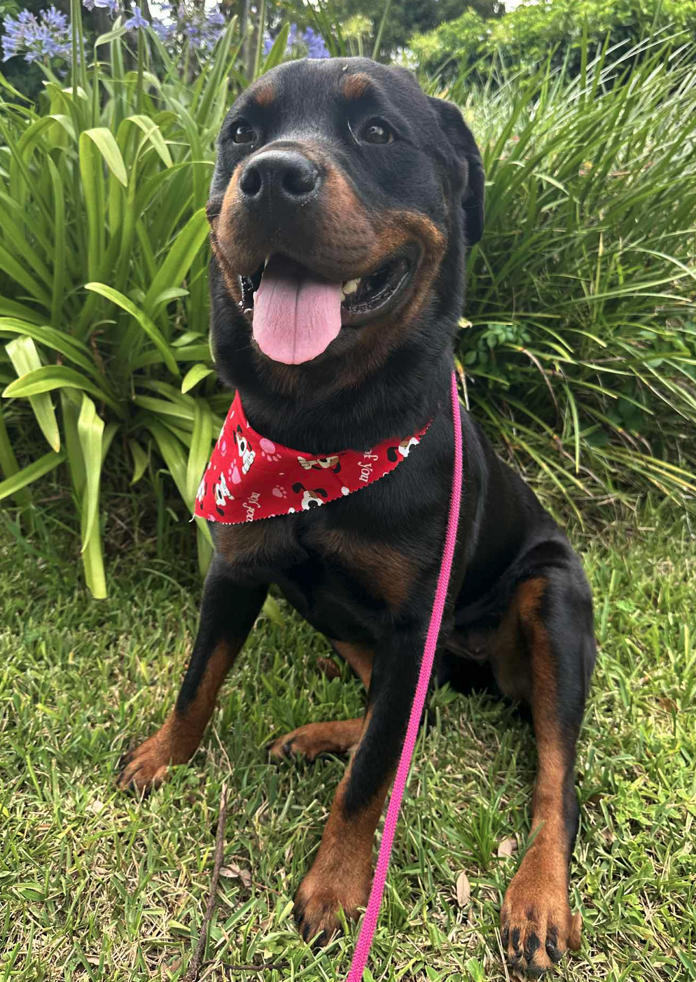 adoptable Dog in Osteen, FL named Darla