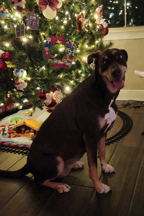 picture of the dog needing adoption