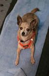 adoptable Dog in  named Kiwi (must be adopted with Penny)