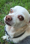 adoptable Dog in osteen, FL named Penny (must be adopted with Kiwi)