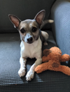 adoptable Dog in , FL named Blaze