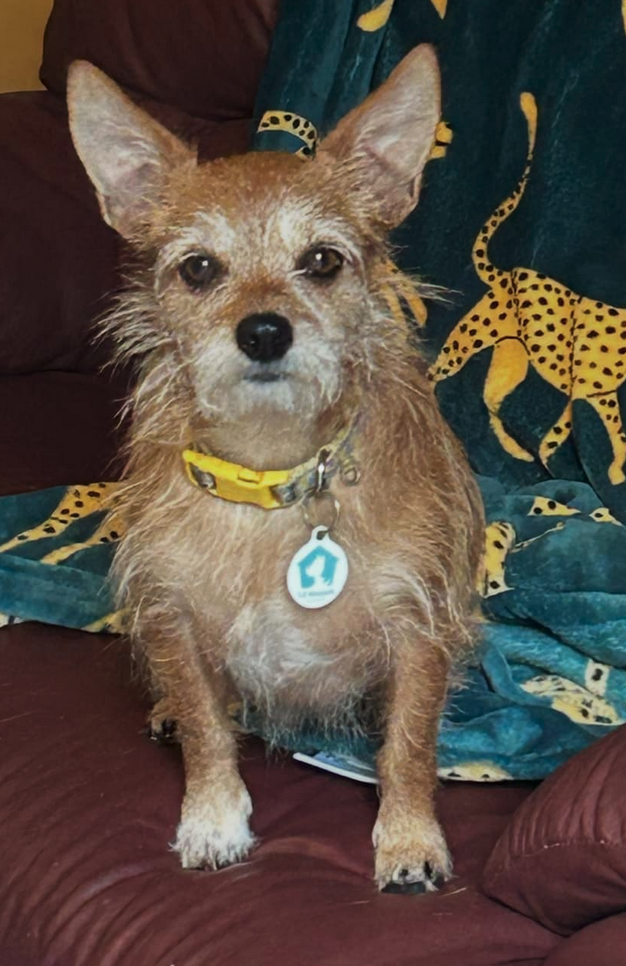 adoptable Dog in Osteen, FL named Cagney (must be adopted with Lacey)