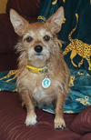 adoptable Dog in  named Cagney (must be adopted with Lacey)