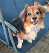 adoptable Dog in  named Lady (must be adopted w/Romeo) ADOPTION PENDING