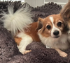 adoptable Dog in osteen, FL named Romeo (must be adopted w/ Lady) ADOPTION PENDING