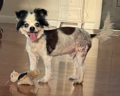 picture of the dog needing adoption
