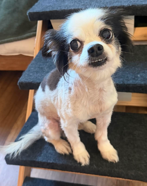 Chipper, an adoptable Chihuahua in Osteen, FL