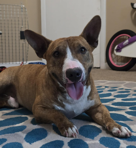 adoptable Dog in Osteen, FL named Shorty