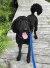 adoptable Dog in osteen, FL named Phoenix