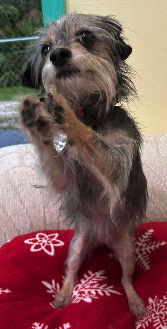 adoptable Dog in Osteen, FL named Maggie (must be adopted with Bingo)