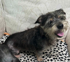 adoptable Dog in  named Bingo (must be adopted with Maggie)